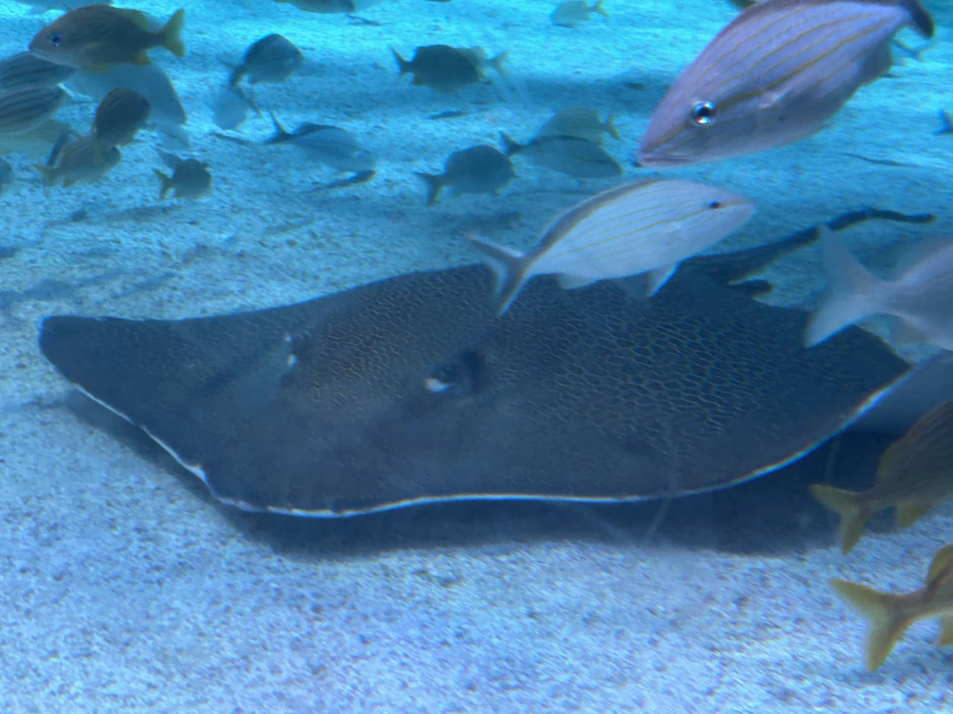 Image of a sting ray swimming near the bottom of a tank surrounded by other fish.